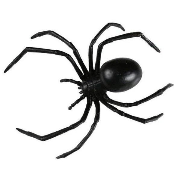 Black Widow Spider